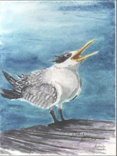 Pazifische Seeschwalbe